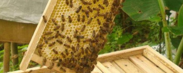 蜜蜂怎样养殖 蜜蜂怎么养殖