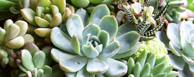 怎么养多肉植物 多肉的养护方法