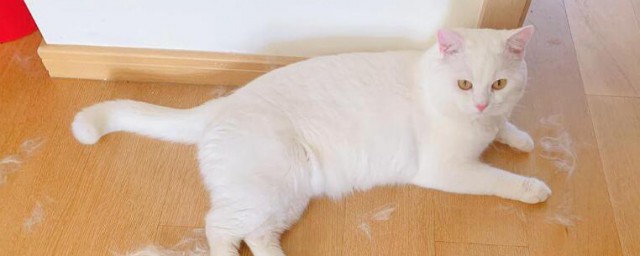 猫毛怎么处理 猫毛如何处理