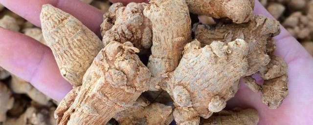 三七怎么种植 如何种植三七