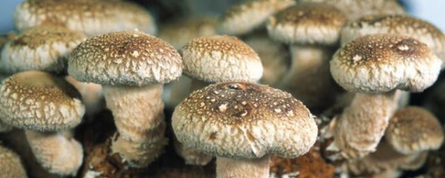 怎么养蘑菇 蘑菇的养殖方法