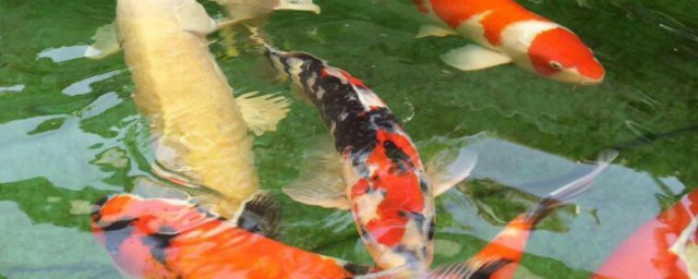锦鲤可以吃吗 锦鲤可不可以吃
