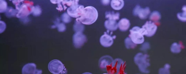怎么养水母 水母怎么养
