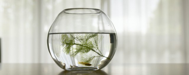 怎么养水草 如何养水草