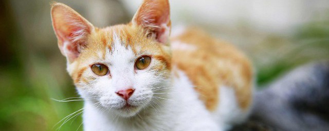猫死了怎么处理 猫咪去世后的处理方法