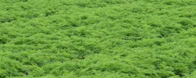 川芎怎样读 川芎的读音