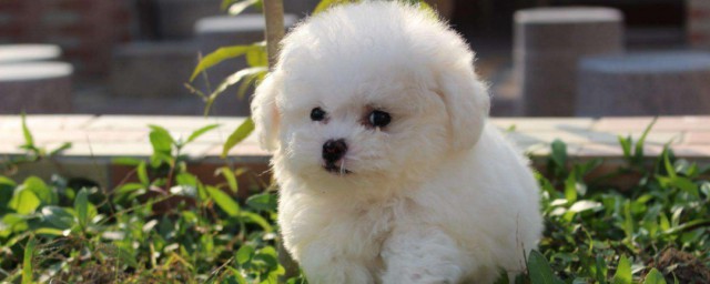 比熊犬怎么养 如何养比熊犬