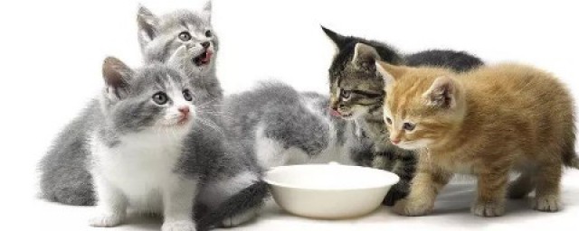猫挑食如何改 猫挑食几天会饿死吗?