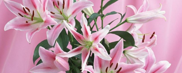 粉百合花语是什么意思 粉百合花语简介