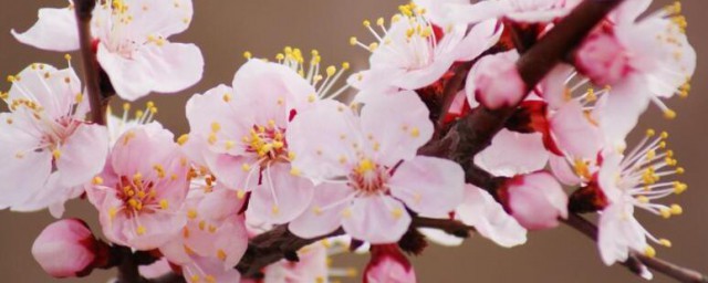 杏花的花语 杏花的花语是什么