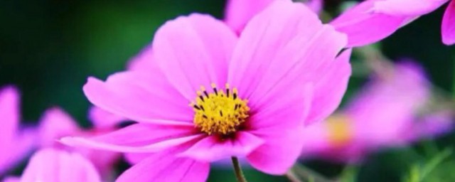 全部花的花语和象征 各种花的花语