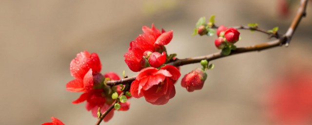 海棠花叶子发黄如何回事 海棠花叶子为什么发黄