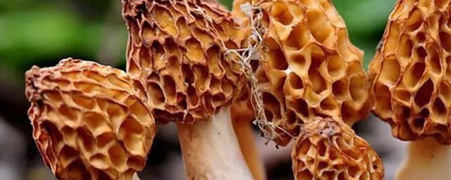 羊肚蘑菇怎么吃 羊肚蘑菇怎么做好吃