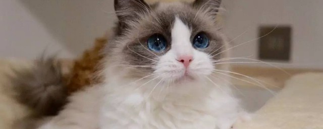 布偶猫寿命 布偶猫简单介绍