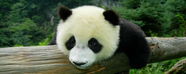 大熊猫的寿命 大熊猫的寿命多久