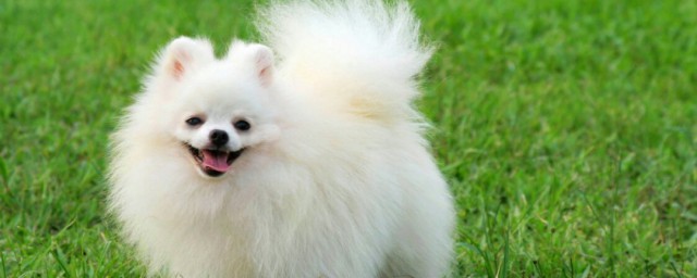 博美犬的寿命 博美犬的寿命多久