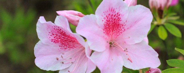 杜鹃花语和寓意 杜鹃花语和寓意是什么