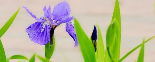 紫色鸢尾花花语 什么是紫色鸢尾花花语