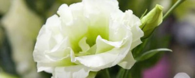 白色桔梗花的花语 白色桔梗花的花语是什么