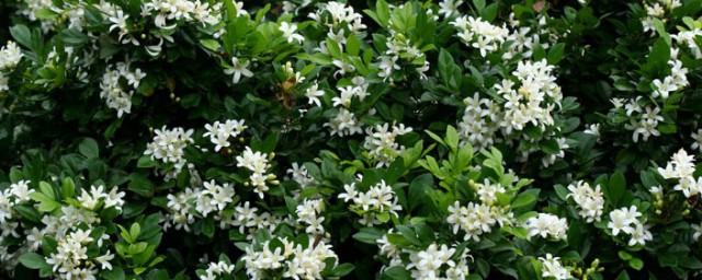 九里香花语 九里香的简介