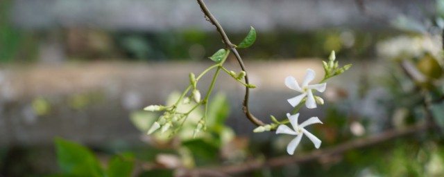 风车茉莉花语 风车茉莉的简介