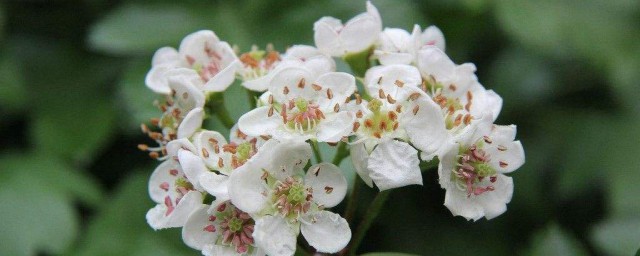 山楂花花语 山楂花的介绍