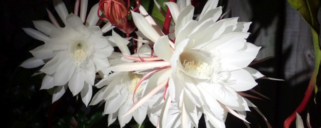 昙花的花语 昙花的简介
