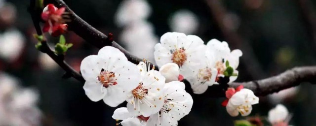 杏花花语 杏花的介绍
