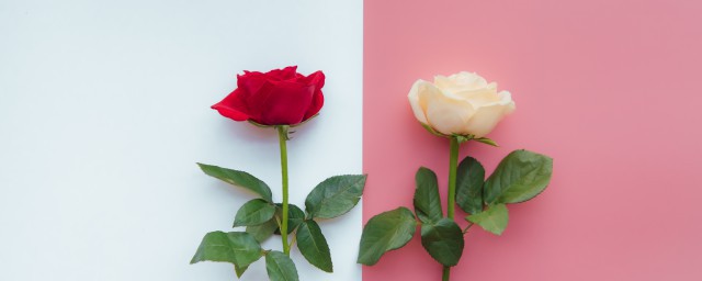 各种颜色玫瑰花语大全 各种颜色玫瑰花语精选