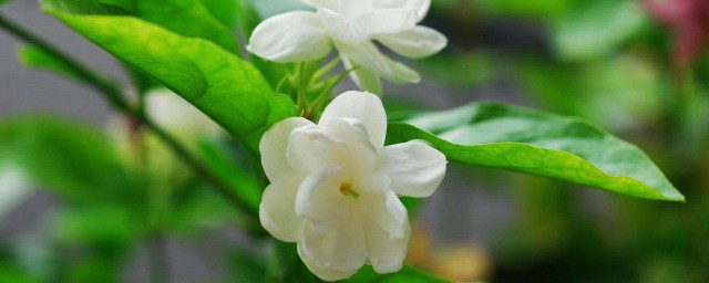 茉莉的花语 茉莉的花语介绍