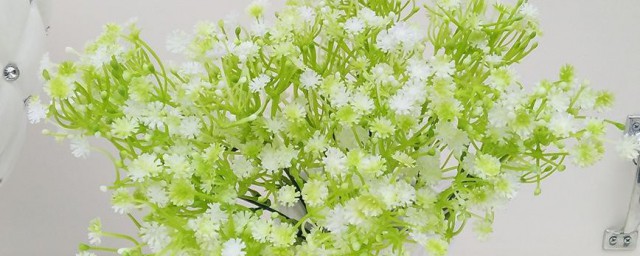 绿色满天星花语 绿色满天星花语介绍
