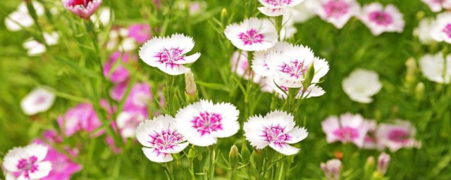 石竹花语 石竹花语介绍