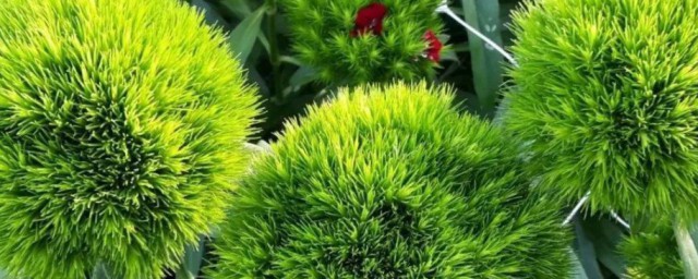 绿毛球花语 绿毛球花语简介