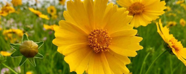 金鸡菊花语 金鸡菊花语是什么