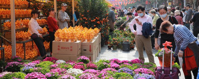 迎春花花语 迎春花花语解释