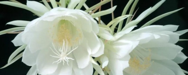 昙花花语 昙花花语介绍