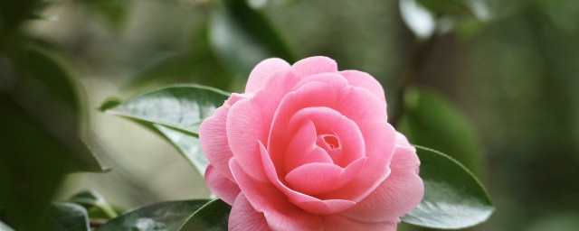 花的种类及花语 25种常见花花语大全
