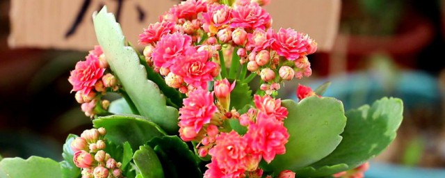 长寿花的花语 长寿花的花语是什么