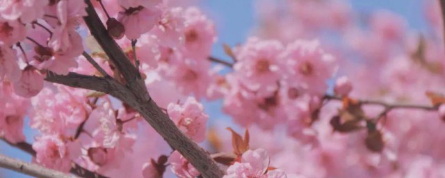 桃花的花语 桃花的花语介绍