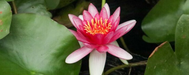 睡莲的花语 睡莲的花语是什么