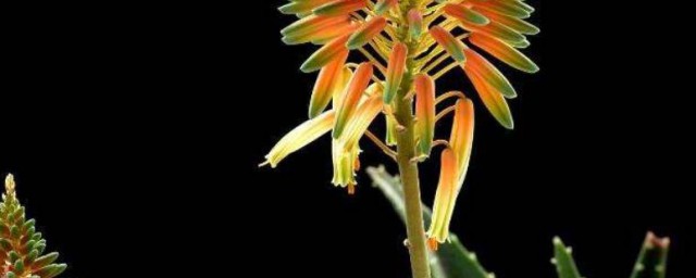 新鲜芦荟花怎么吃 芦荟花可以泡水吗