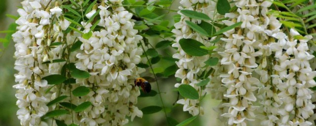槐花怎么吃法大全 槐花做法大全