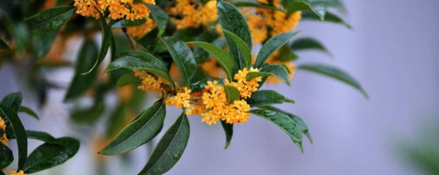 桂花花语及寓意 桂花花语及寓意简要说明