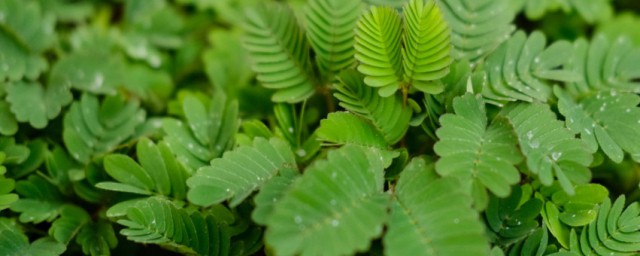 含羞草花语 含羞草花语是什么