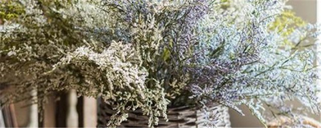 情人草花语 情人草花语是什么