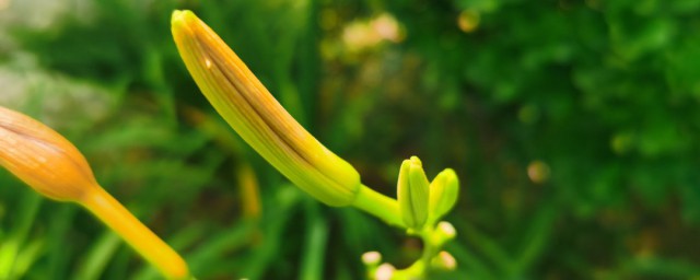 萱草花花语 萱草花花语是什么