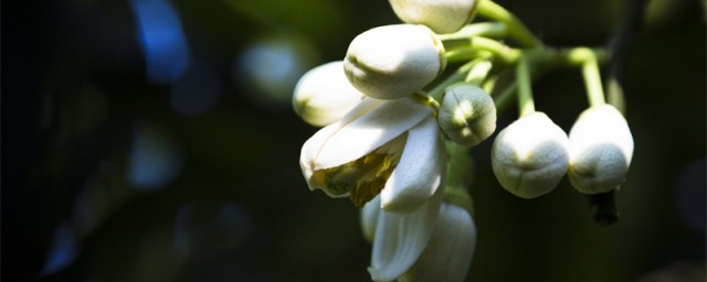 柚子花花语 柚子花花语是什么