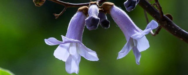 梧桐花的花语 梧桐花简介