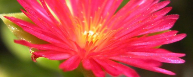每种花的花语 各种花花语介绍