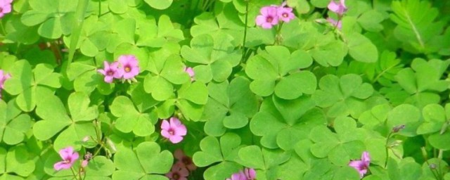 五月花语 五月花语介绍